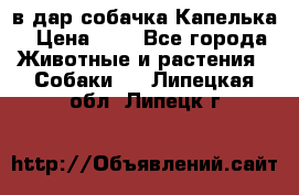 в дар собачка Капелька › Цена ­ 1 - Все города Животные и растения » Собаки   . Липецкая обл.,Липецк г.